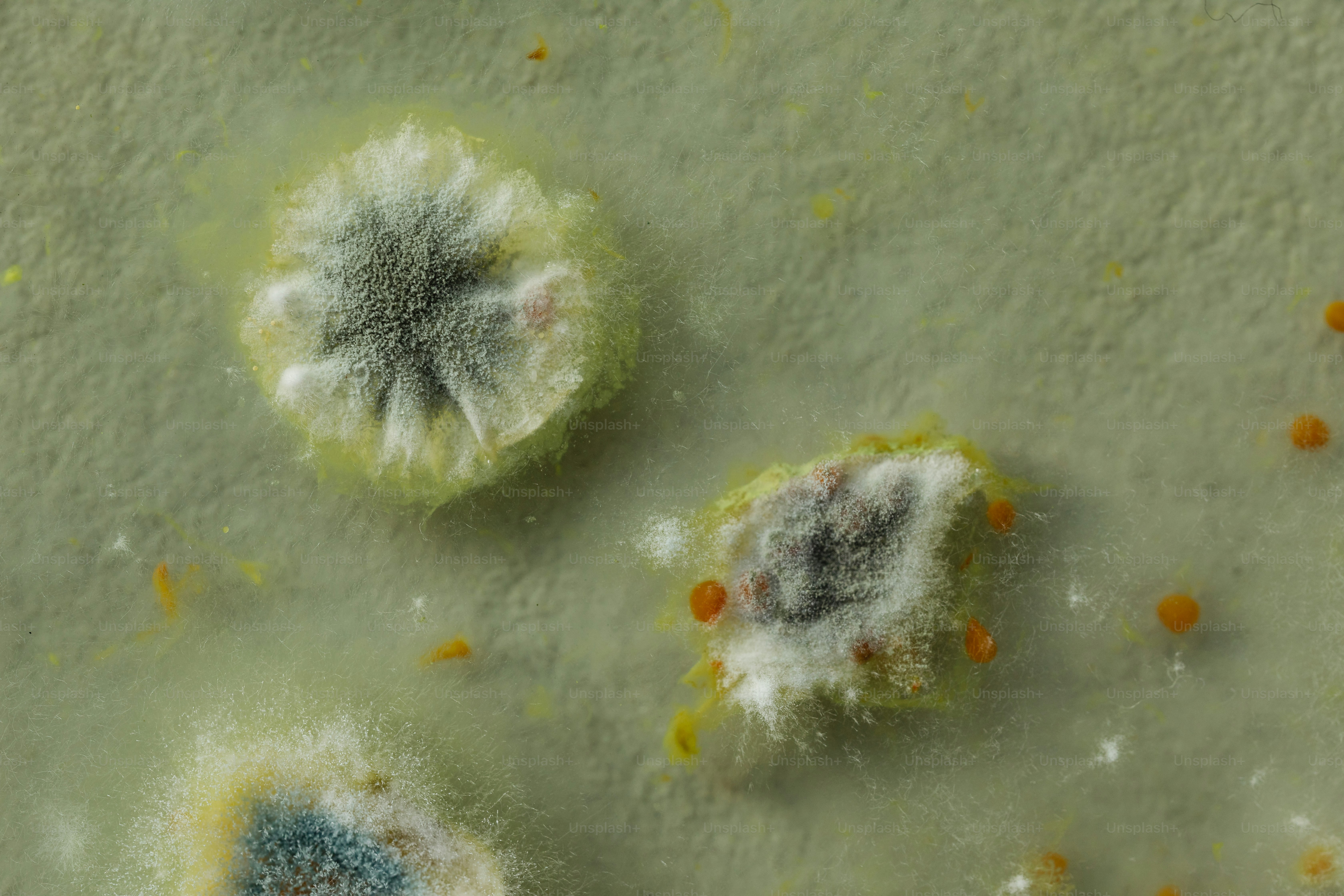 a group of moldy objects on a white surface